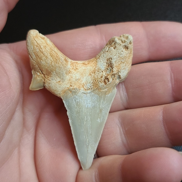 Fabulous fossilized sharks tooth - Picture 6 of 6